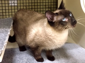 [picture of Curry, a Siamese seal point cat]