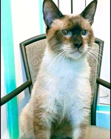 [picture of Curry, a Siamese seal point cat]
