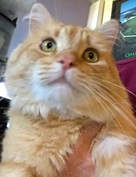 [picture of Thor, a Domestic Long Hair orange cat]