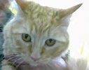 [picture of Momo, a Ragdoll Mix orange cat]