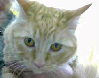 [picture of Momo, a Ragdoll Mix orange\ cat] 