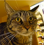 [another picture of Cortlyn, a Domestic Short Hair brown tabby\ cat] 