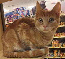 [another picture of Erik, a Domestic Short Hair orange tabby\ cat] 