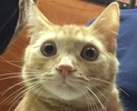 [picture of Erik, a Domestic Short Hair orange tabby cat]