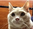 [picture of Ambrose, a Domestic Short Hair cream tabby cat]