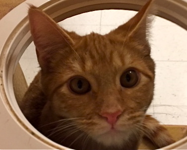 [picture of Blake, a Domestic Short Hair orange\ cat] 