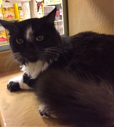 [picture of Apollo, a Ragdoll Mix black/white cat]