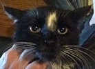 [picture of Apollo, a Ragdoll Mix black/white cat]