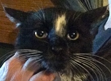 [picture of Apollo, a Ragdoll Mix black/white\ cat] 
