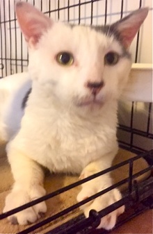 [picture of Hercules, a Domestic Short Hair white/blue cat]