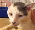 [picture of Hercules, a Domestic Short Hair white/blue cat]