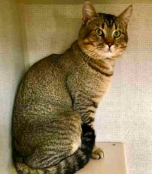 [picture of Rico Suave, a Abyssinian Mix brown tick tabby cat]