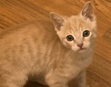 [picture of Cinnamon, a Domestic Short Hair orange\ cat] 