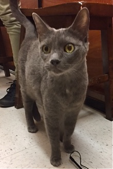 [another picture of Asheley, a Russian Blue Mix blue\ cat] 