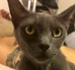 [picture of Asheley, a Russian Blue Mix blue cat]
