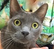 [picture of Asheley, a Russian Blue Mix blue cat]