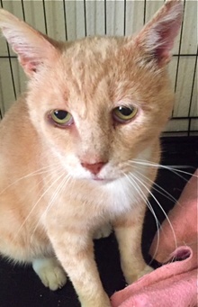 [another picture of Freddie, a Domestic Short Hair orange\ cat] 