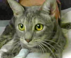 [picture of Huestis, a Domestic Short Hair silver tabby\ cat] 