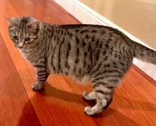 [another picture of Garibaldi, a Domestic Short Hair silver tabby\ cat] 