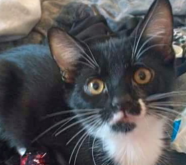 [picture of Moonpie, a Domestic Short Hair black/white tuxedo\ cat] 