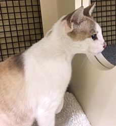 [picture of Karla, a Siamese Mix snowshoe cat]