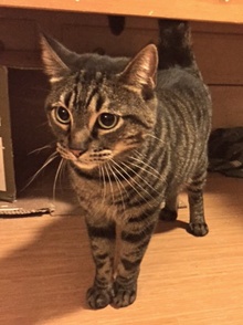 [picture of Phineas, a Domestic Short Hair brown tabby cat]