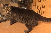 [picture of Philo, a Domestic Short Hair brown tabby cat]