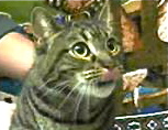 [picture of Philo, a Domestic Short Hair brown tabby cat]