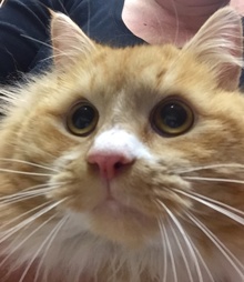 [another picture of Flambeau, a Maine Coon-x orange/white\ cat] 