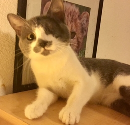[picture of Willy Winka, a Domestic Short Hair blue/white cat]