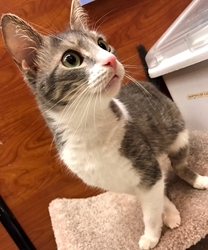 [picture of Arorah, a Domestic Medium Hair silver tabby/white cat]