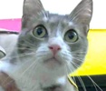 [picture of Arorah, a Domestic Medium Hair silver tabby/white cat]