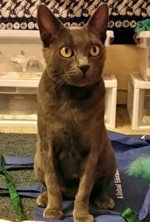 [another picture of Italia, a Russian Blue Mix blue\ cat] 
