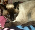 [picture of Cappichino, a Siamese seal point cat]