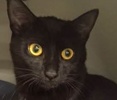 [picture of Bella, a Domestic Short Hair black cat]