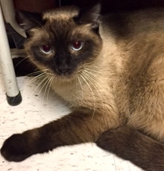 [picture of Rokko, a Siamese seal point cat]