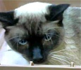 [picture of Rokko, a Siamese seal point cat]