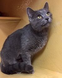 [picture of Aniston, a Russian Blue blue cat]