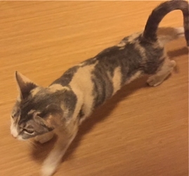 [picture of Precious, a Oriental Mix dilute calico cat]