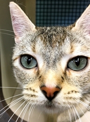 [picture of Silvia, a Singapura Silver tick cat]