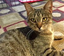 [picture of Kona AKA Shireen, a Domestic Short Hair brown tabby cat]