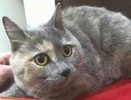 [another picture of Daliah, a Russian Blue blue tortie\ cat] 