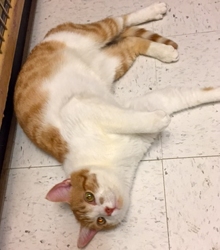 [picture of Allister, a Domestic Short Hair orange/white cat]