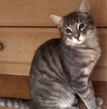 [another picture of Reggie, a Domestic Short Hair silver tabby\ cat] 