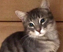 [picture of Reggie, a Domestic Short Hair silver tabby\ cat] 