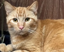 [picture of Niblet, a Domestic Short Hair orange tabby\ cat] 