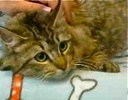 [picture of Curly Sue, a Maine Coon-x gray tick cat]
