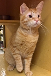 [picture of Goldust, a Domestic Short Hair orange cat]
