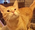 [picture of Goldust, a Domestic Short Hair orange cat]