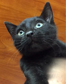 [another picture of Quiz, a Domestic Short Hair black\ cat] 